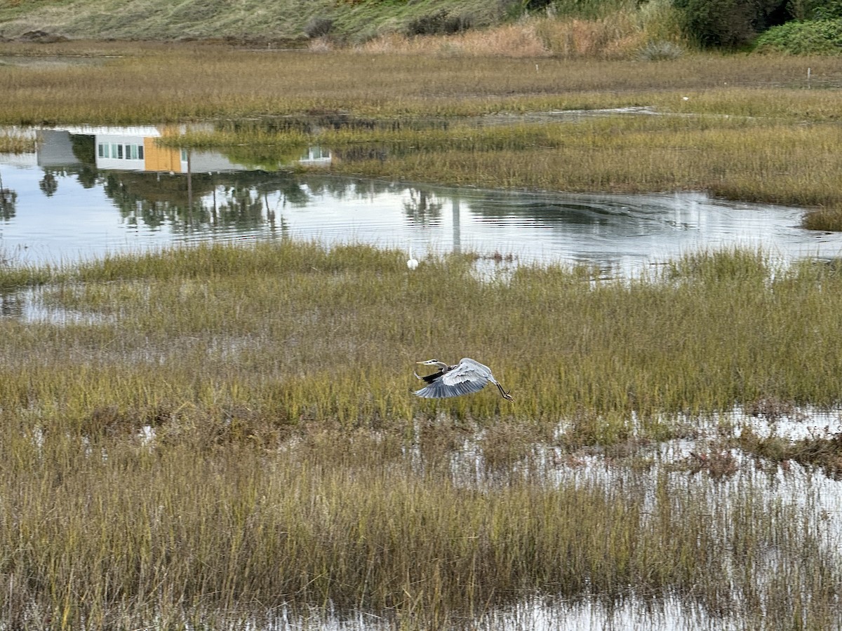 Great Blue Heron - ML645700881