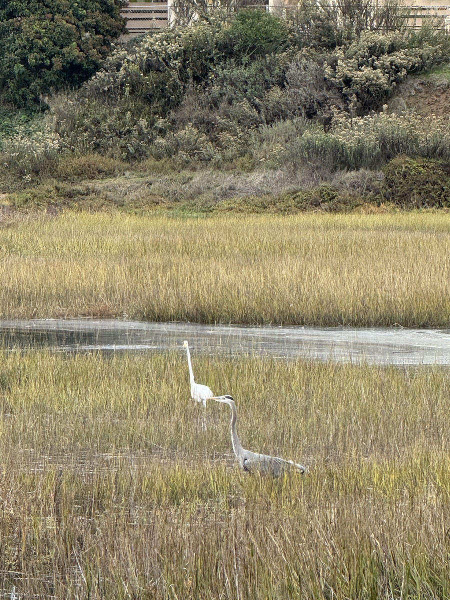 Great Blue Heron - ML645700882