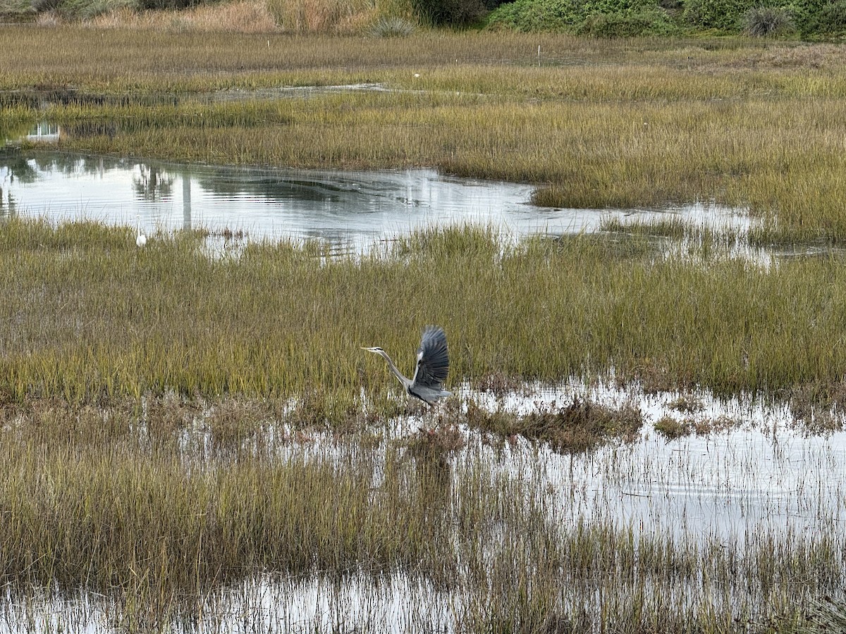 Great Blue Heron - ML645700883