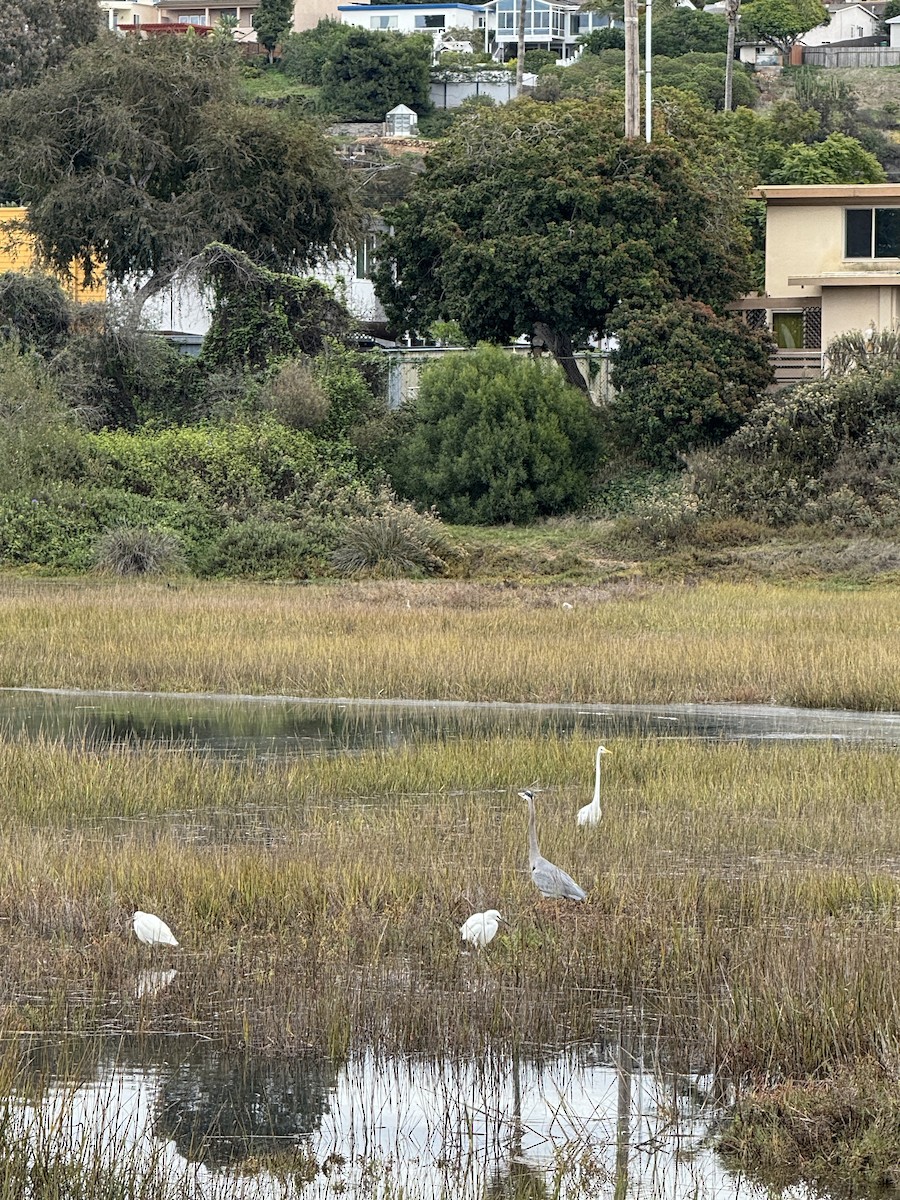 Great Blue Heron - ML645700884