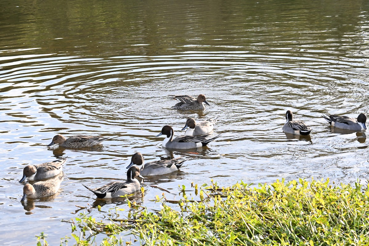 尖尾鴨 - ML645700888