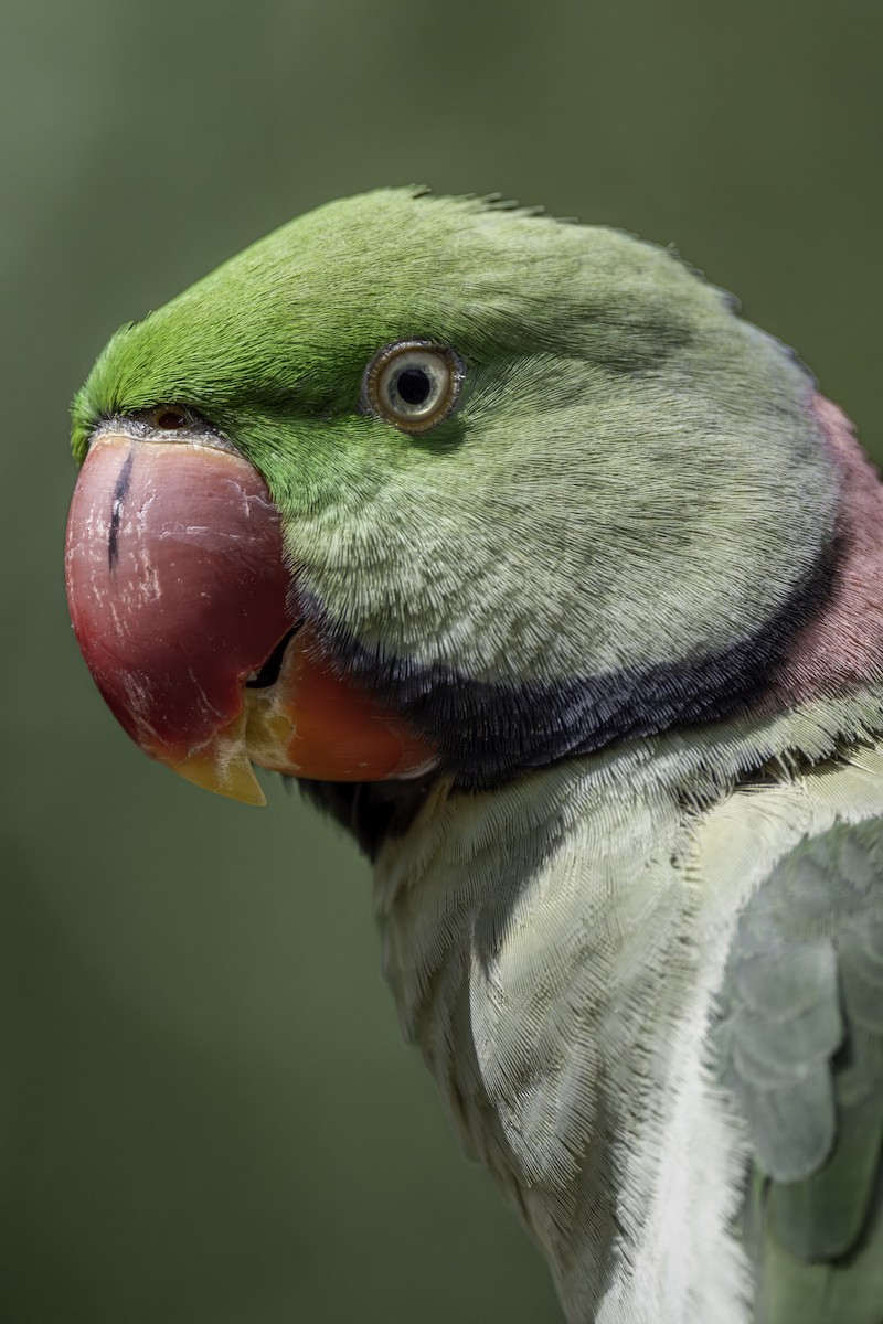Pink-necked Green-Pigeon - ML645700890