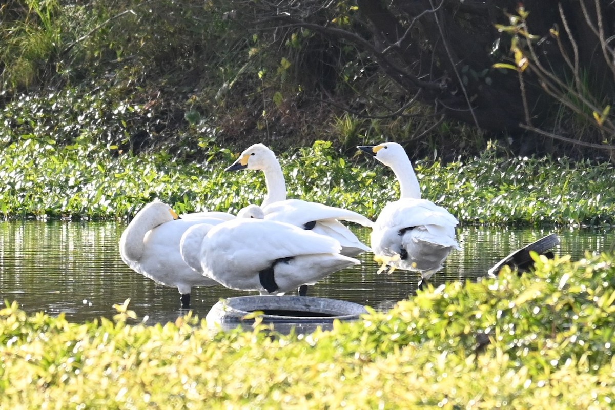 dvergsvane - ML645700895