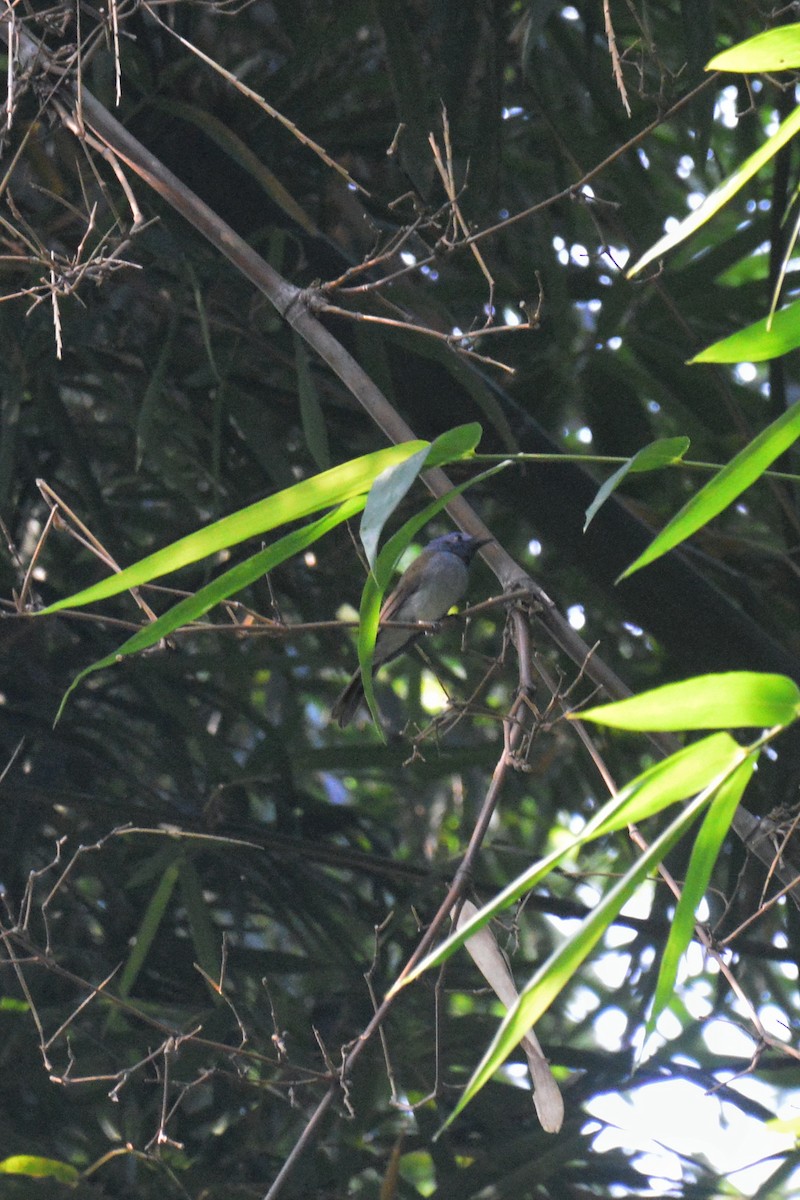 Black-naped Monarch - ML645700896