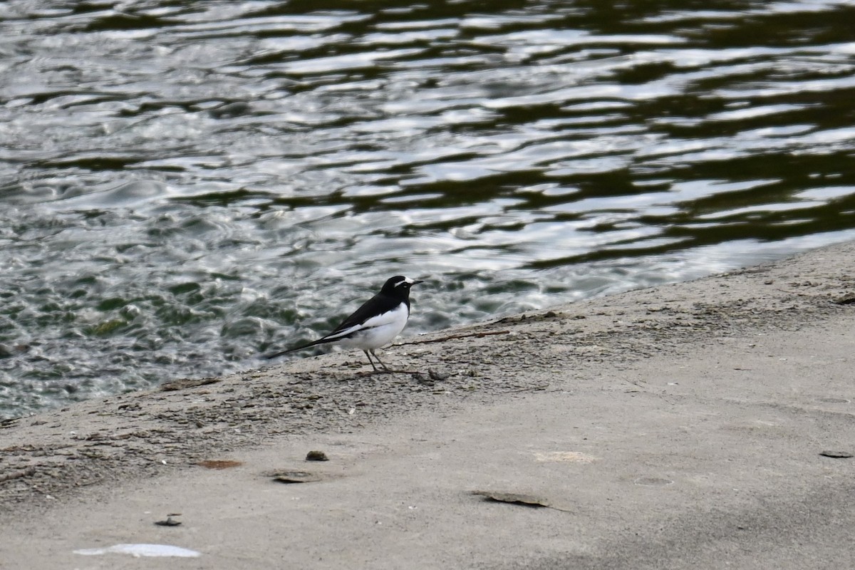 japanerle - ML645700900