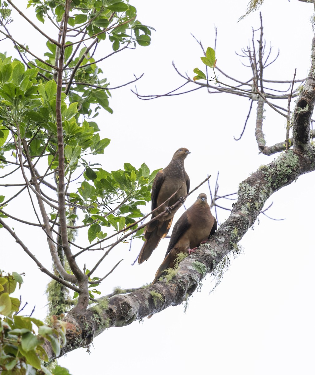 Phasianelle brune - ML645700901