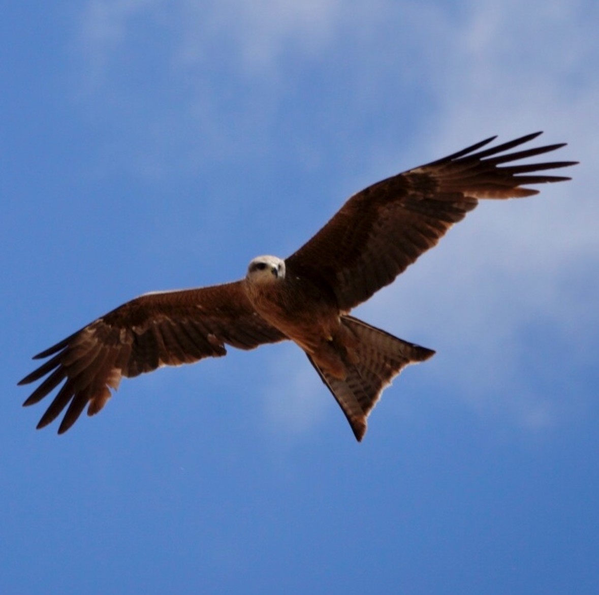 Black Kite - ML645700903