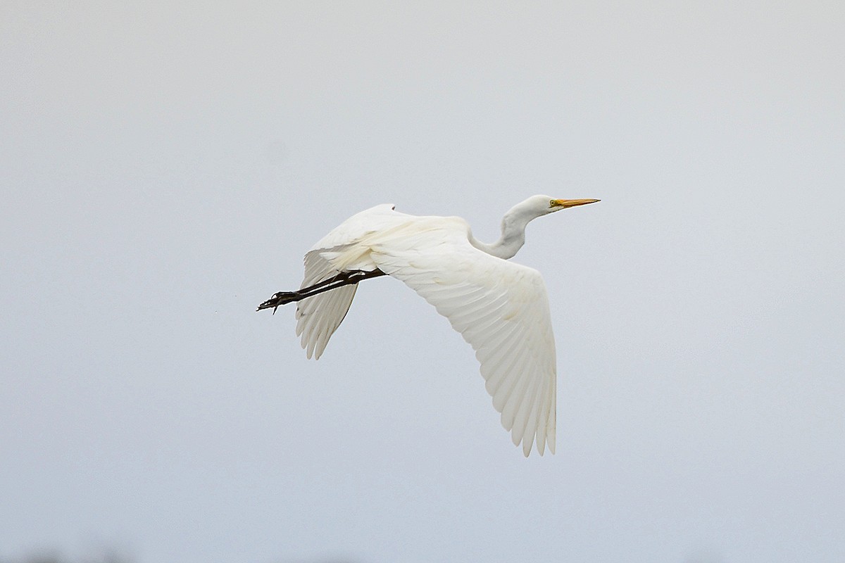 Garceta Grande - ML645700914