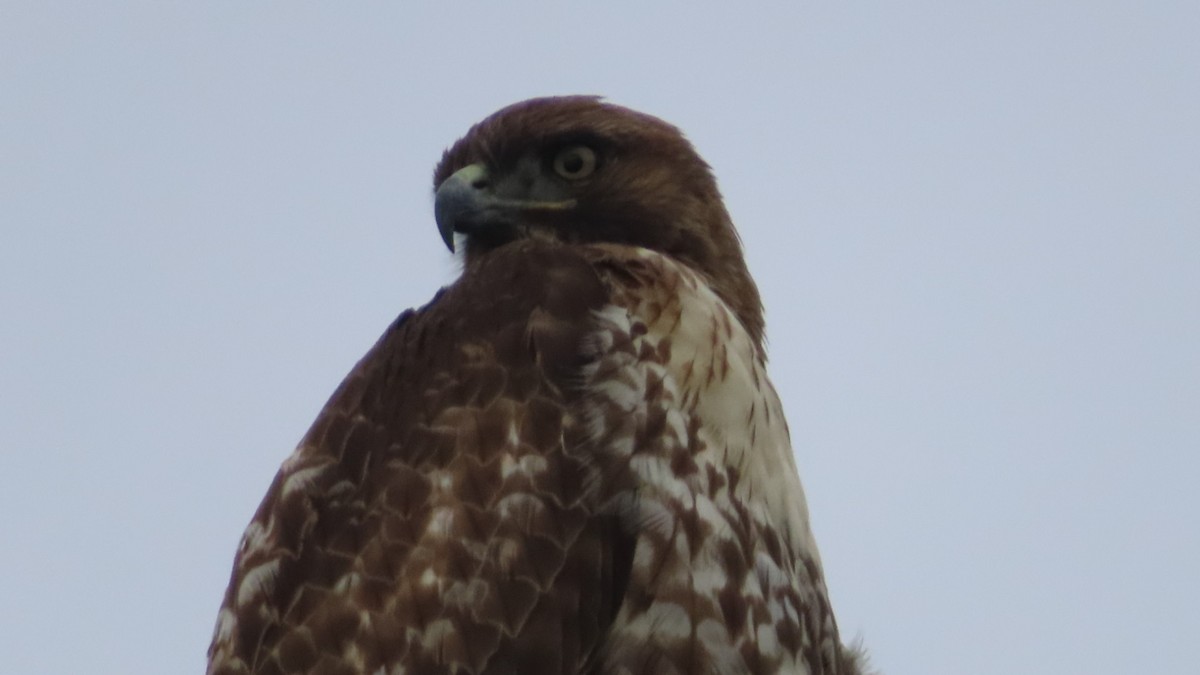 Busardo Colirrojo - ML645700915