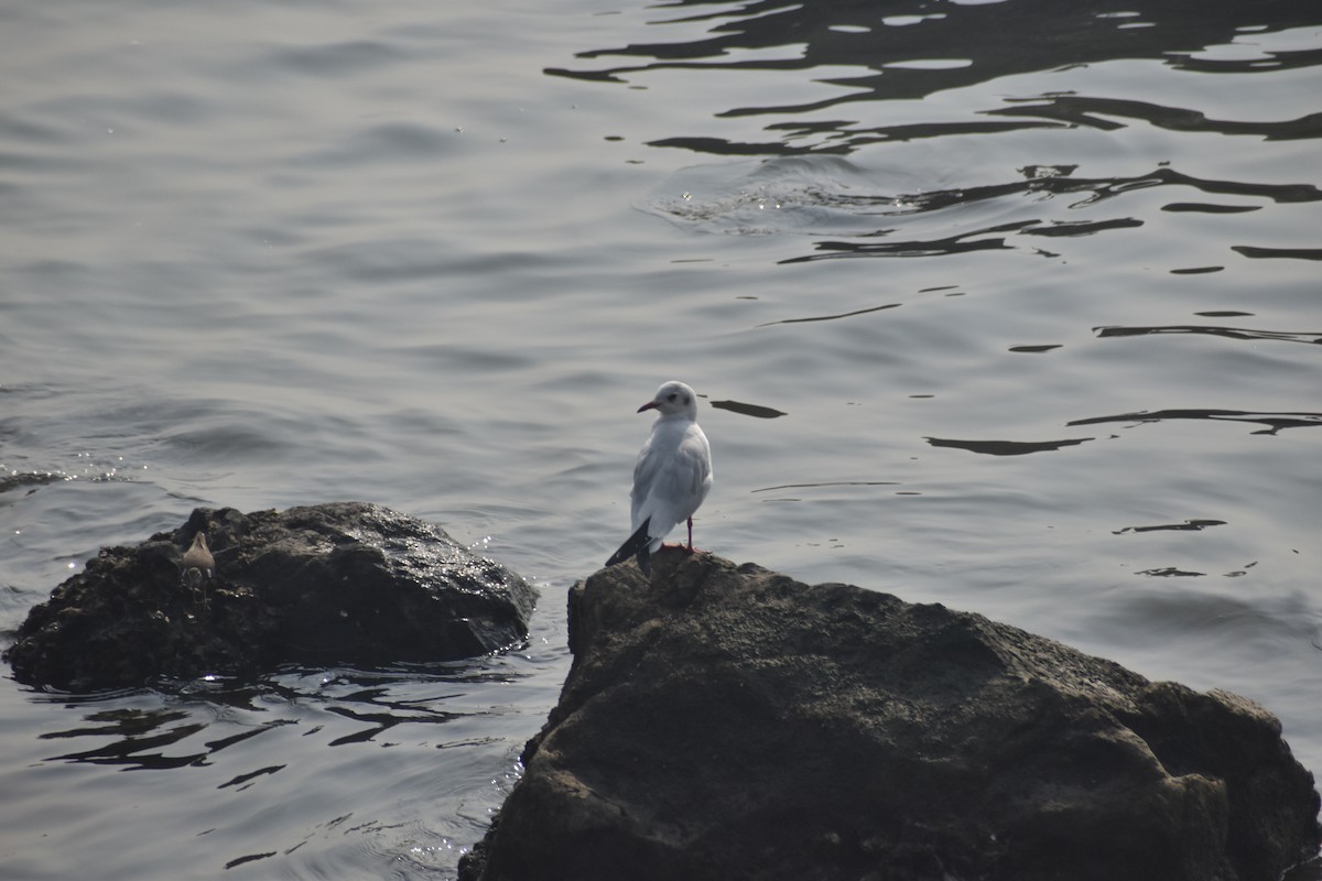Black-headed Gull - ML645700920