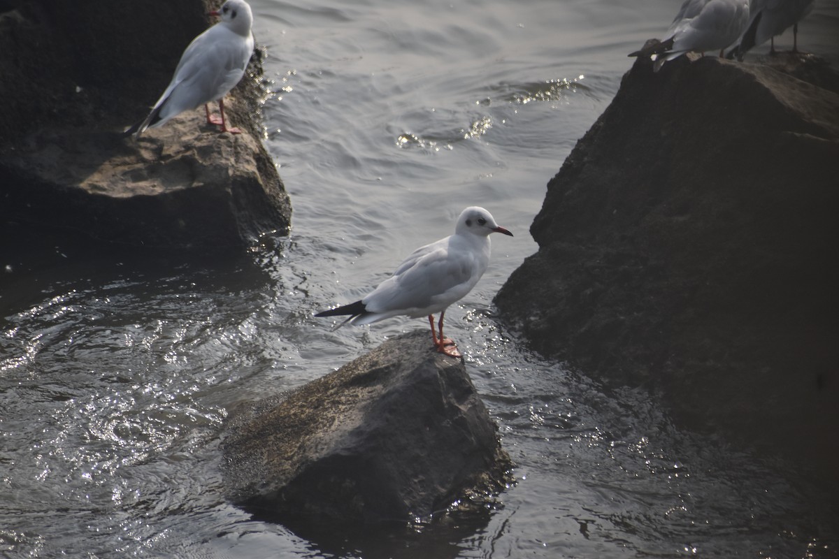 Black-headed Gull - ML645700923