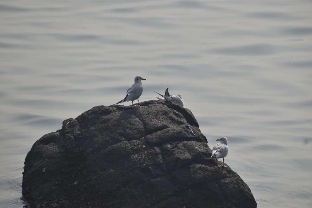 Black-headed Gull - ML645700924