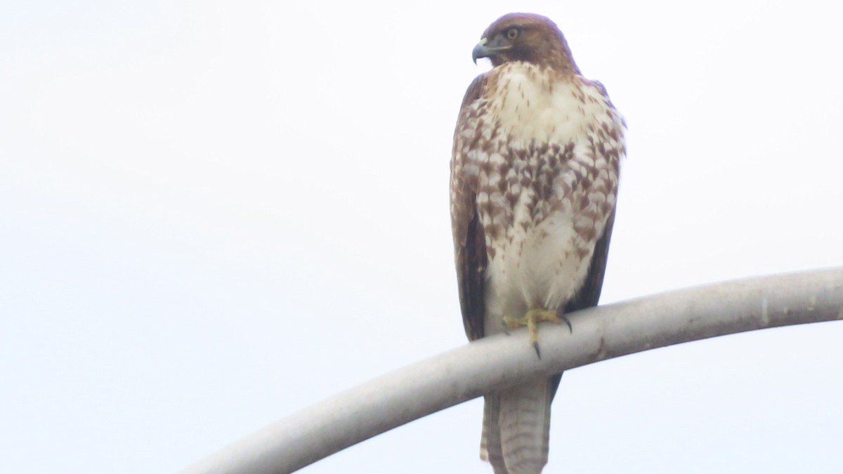 Busardo Colirrojo - ML645700936