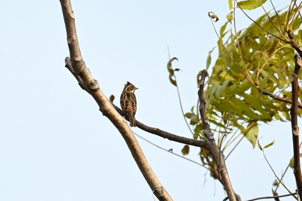 vierspurv - ML645700947