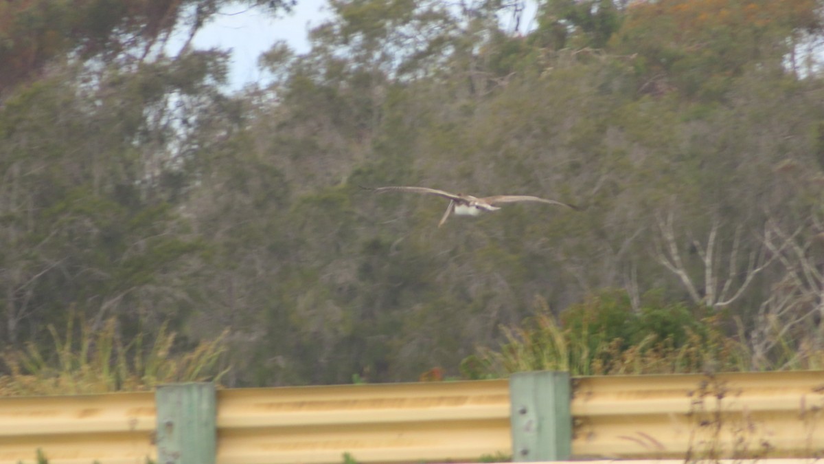 Pelícano Pardo - ML645700965