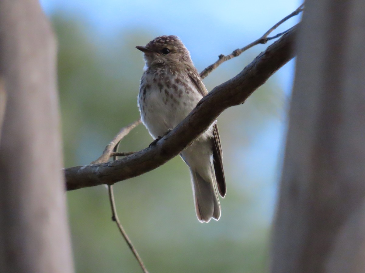 Miro enchanteur - ML645700968