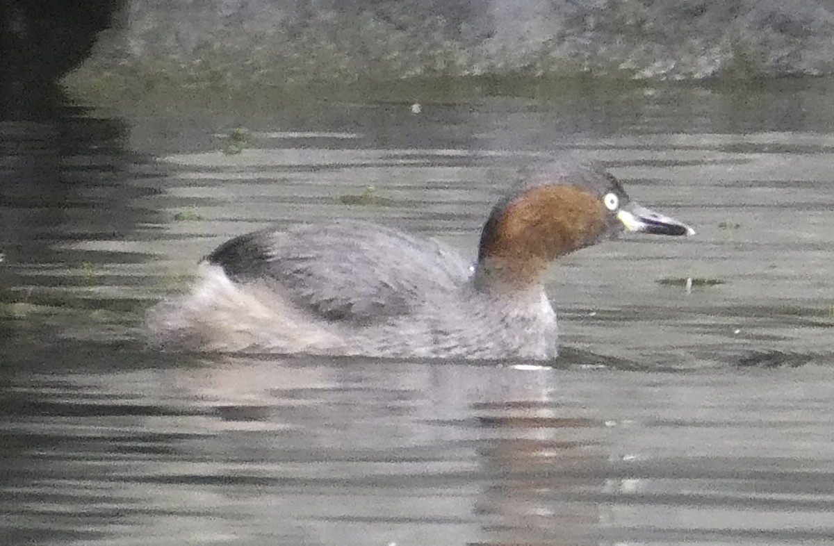 Tuffetto - ML645700970