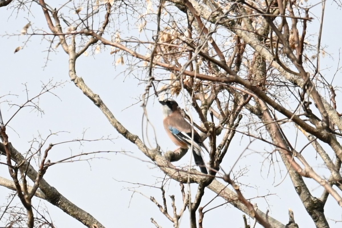 nøtteskrike - ML645700971