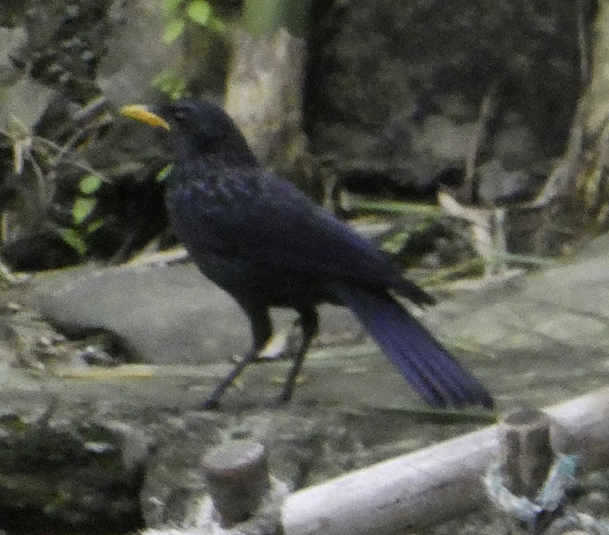 Blue Whistling-Thrush (Yellow-billed) - ML645700976