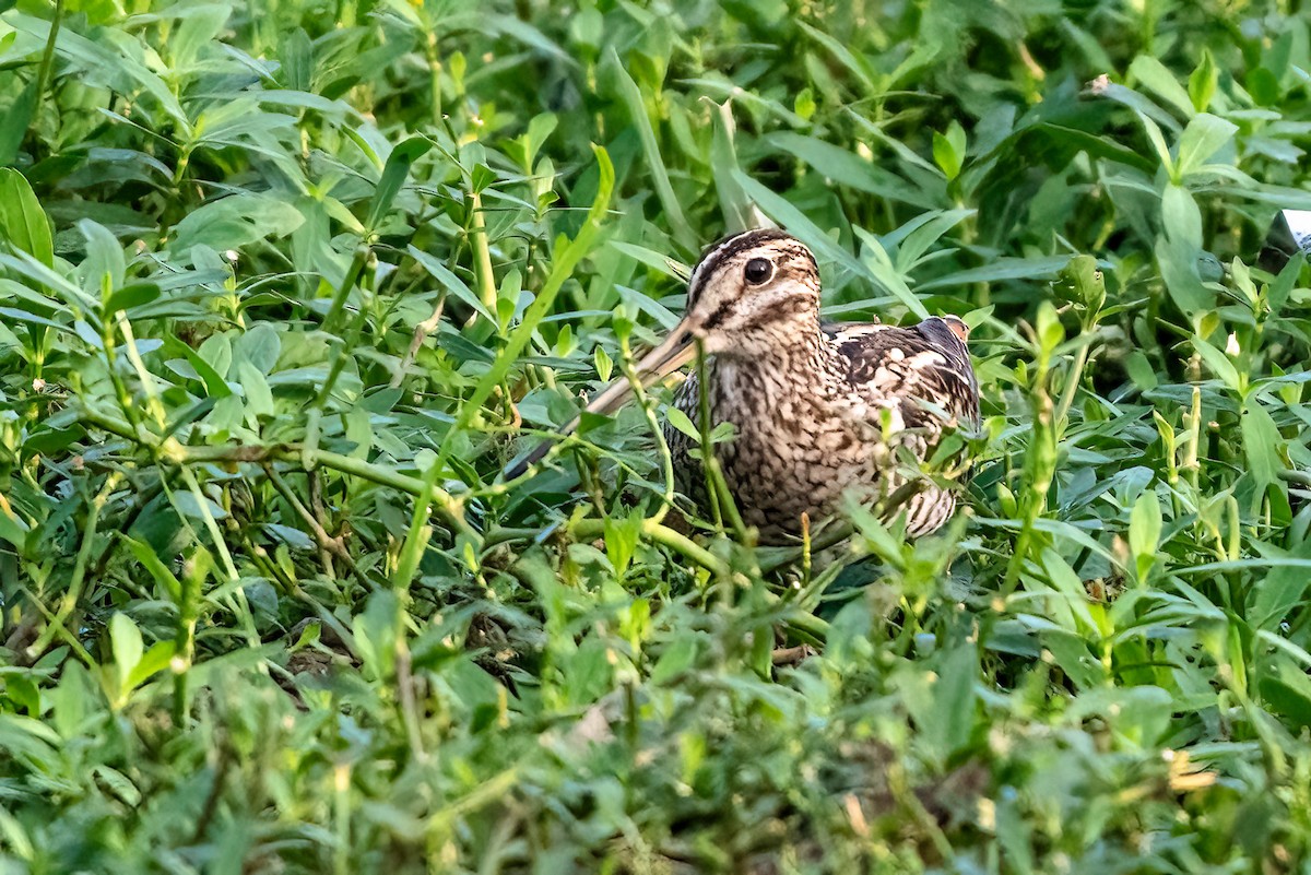 ハリオシギ - ML645700983