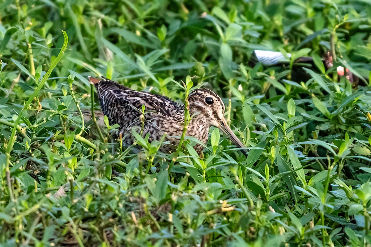 ハリオシギ - ML645700984