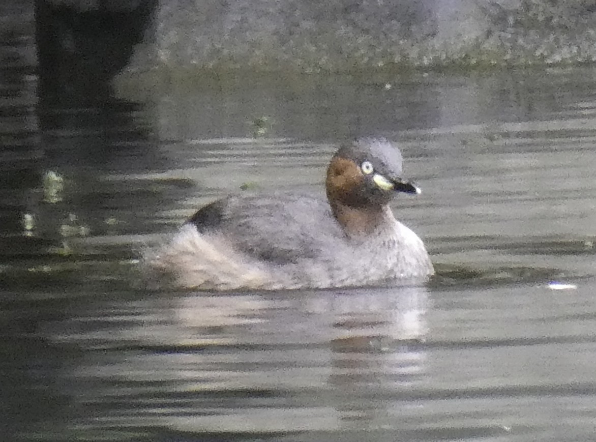 Tuffetto - ML645700986