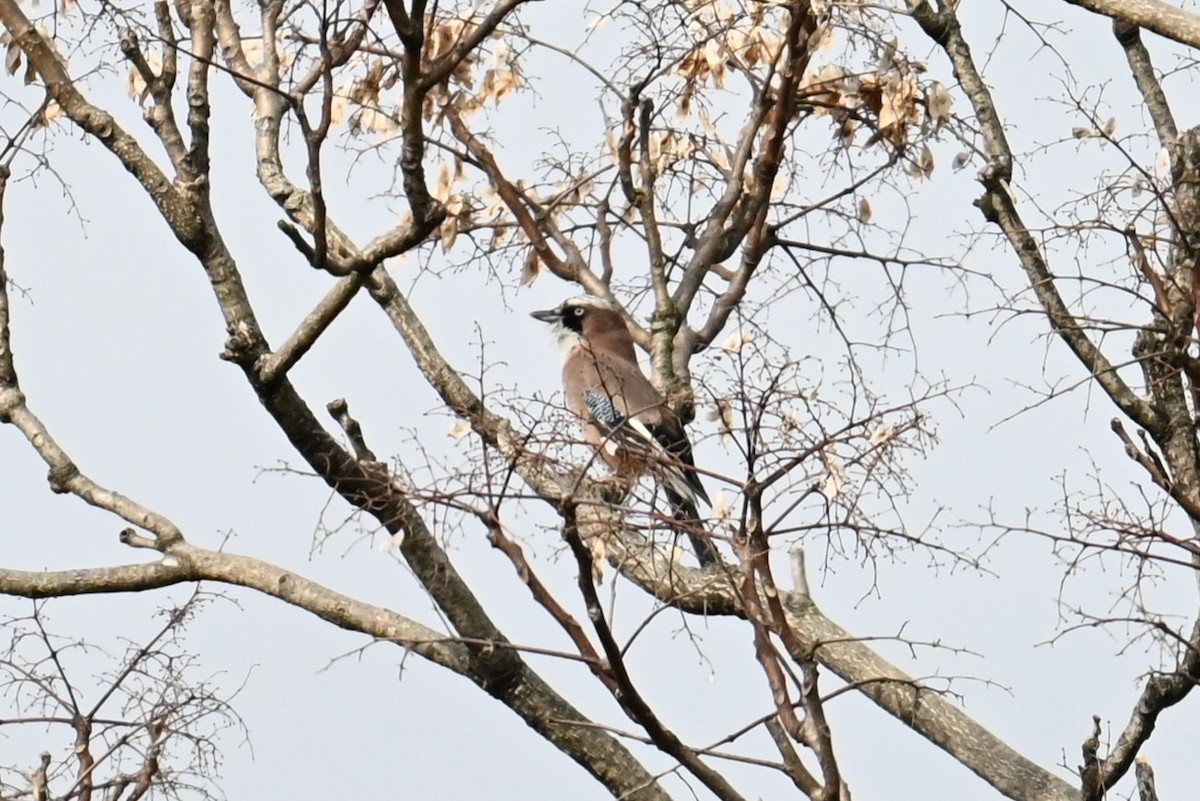 nøtteskrike - ML645700989