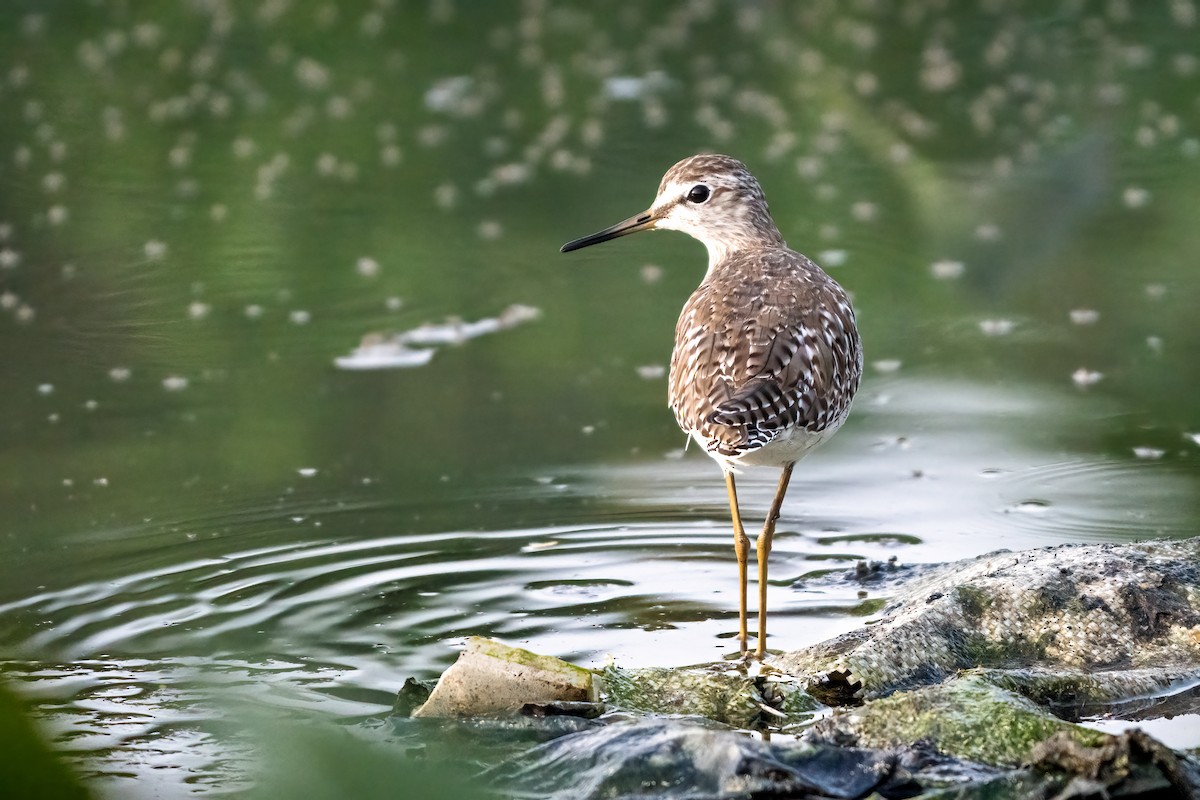 vodouš bahenní - ML645700990