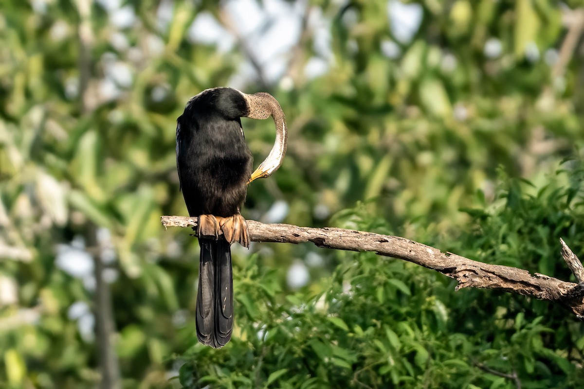 Anhinga roux - ML645701003