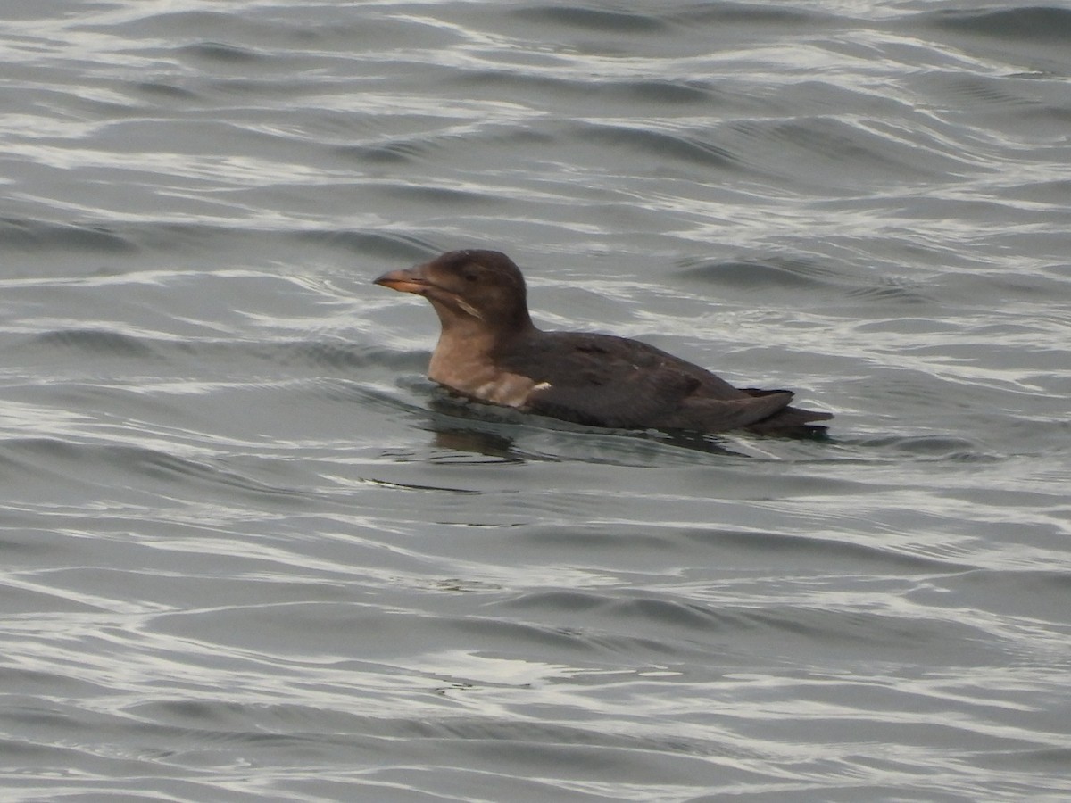 Rhinoceros Auklet - ML645701005