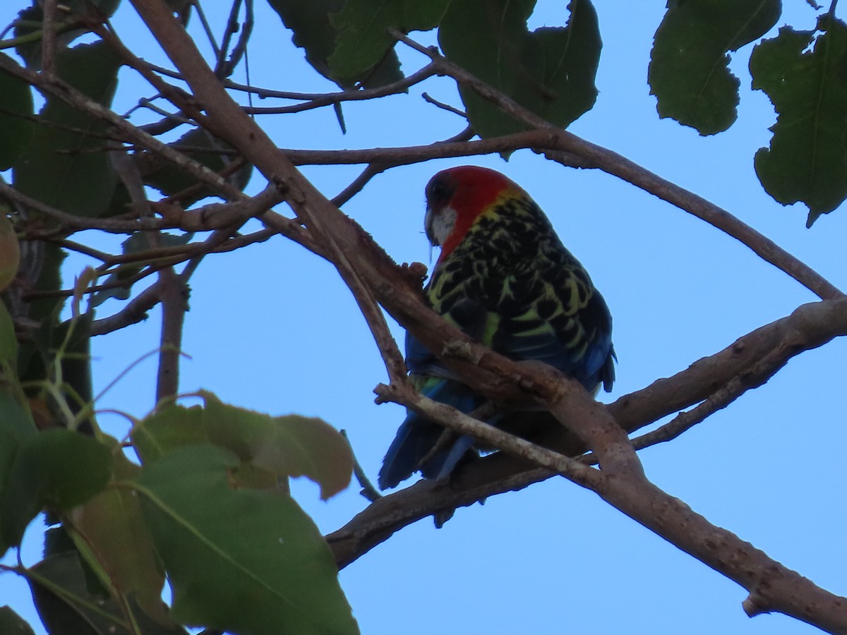 Eastern Rosella - ML645701009
