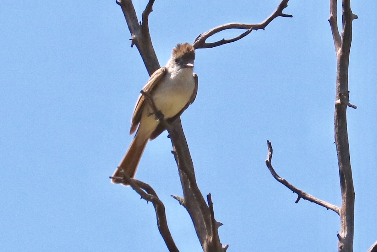 Ash-throated Flycatcher - ML64570101