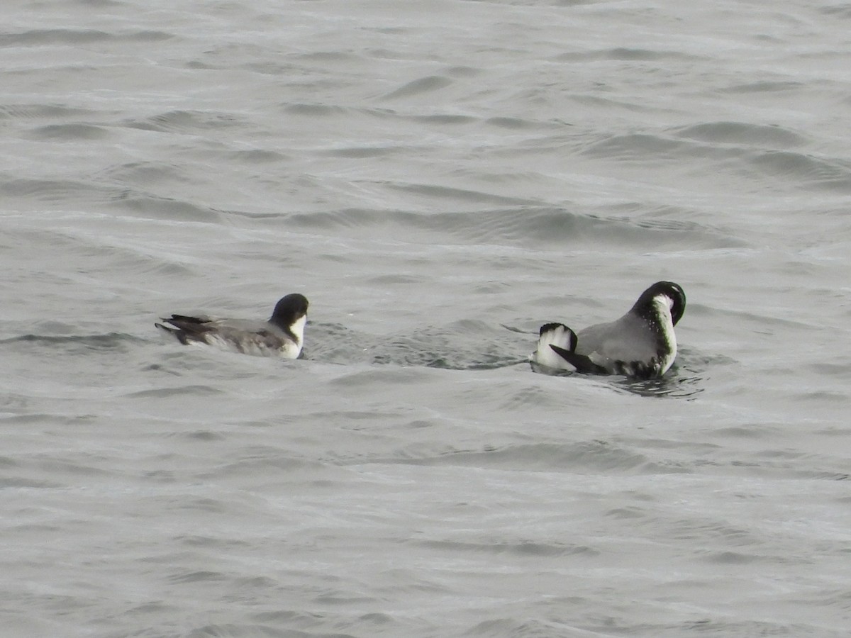 Ancient Murrelet - ML645701013