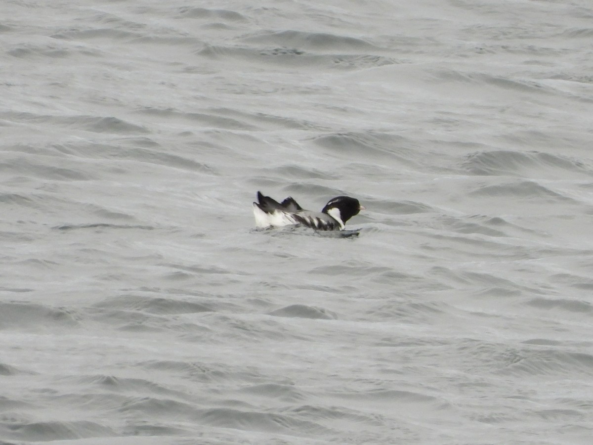 Ancient Murrelet - ML645701014