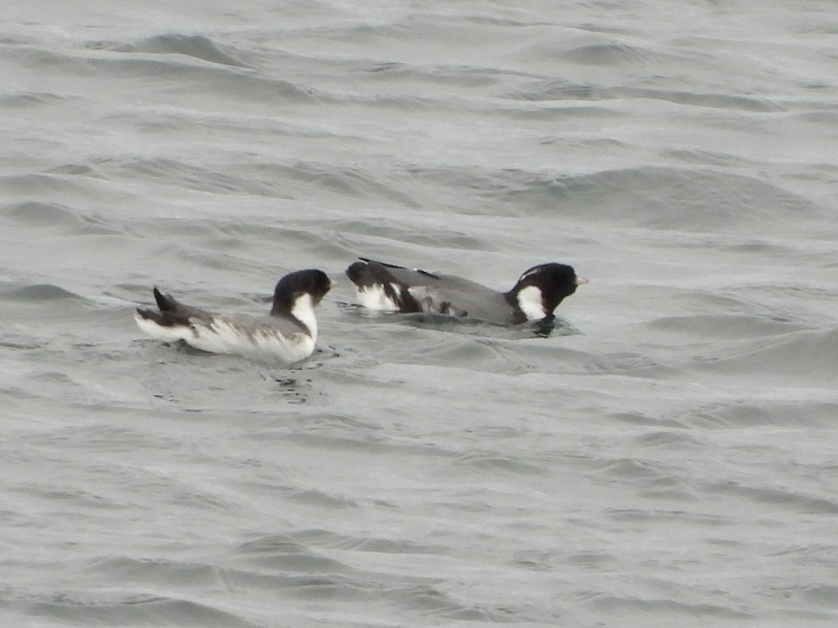 Ancient Murrelet - ML645701015