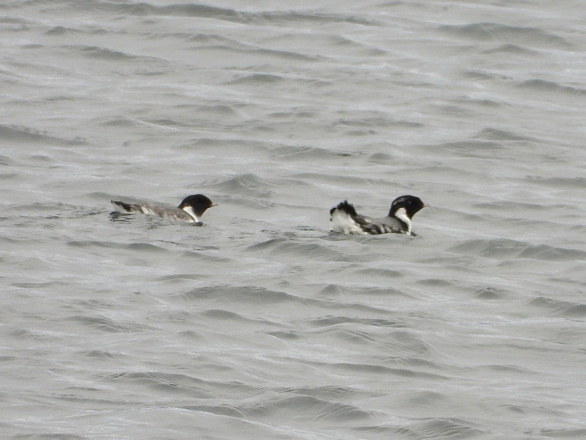 Ancient Murrelet - ML645701016