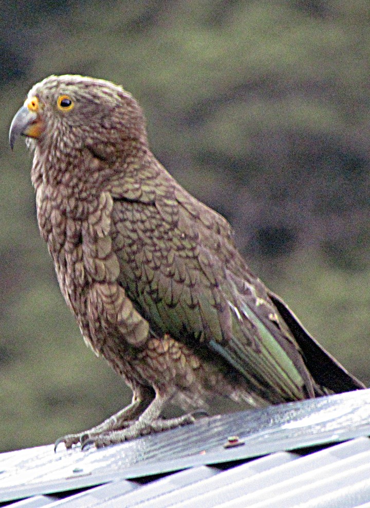 Kea - ML645701017