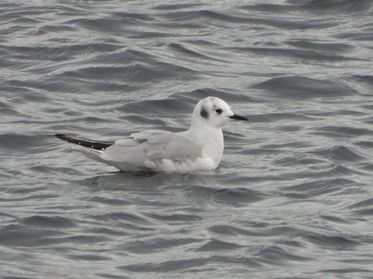 Bonaparte's Gull - ML645701023