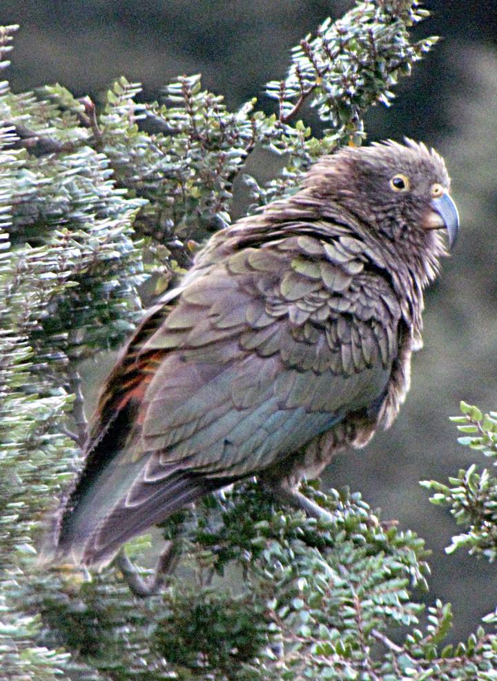 Kea - ML645701027
