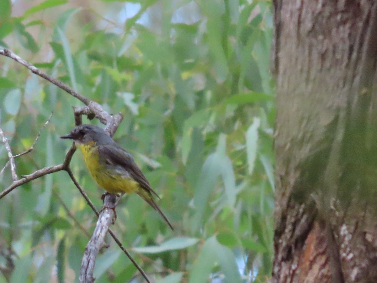 lejsčík žlutý - ML645701031