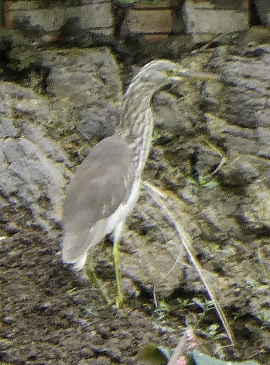 Chinese Pond-Heron - ML645701032