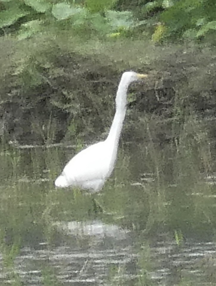 Airone bianco indiano - ML645701035