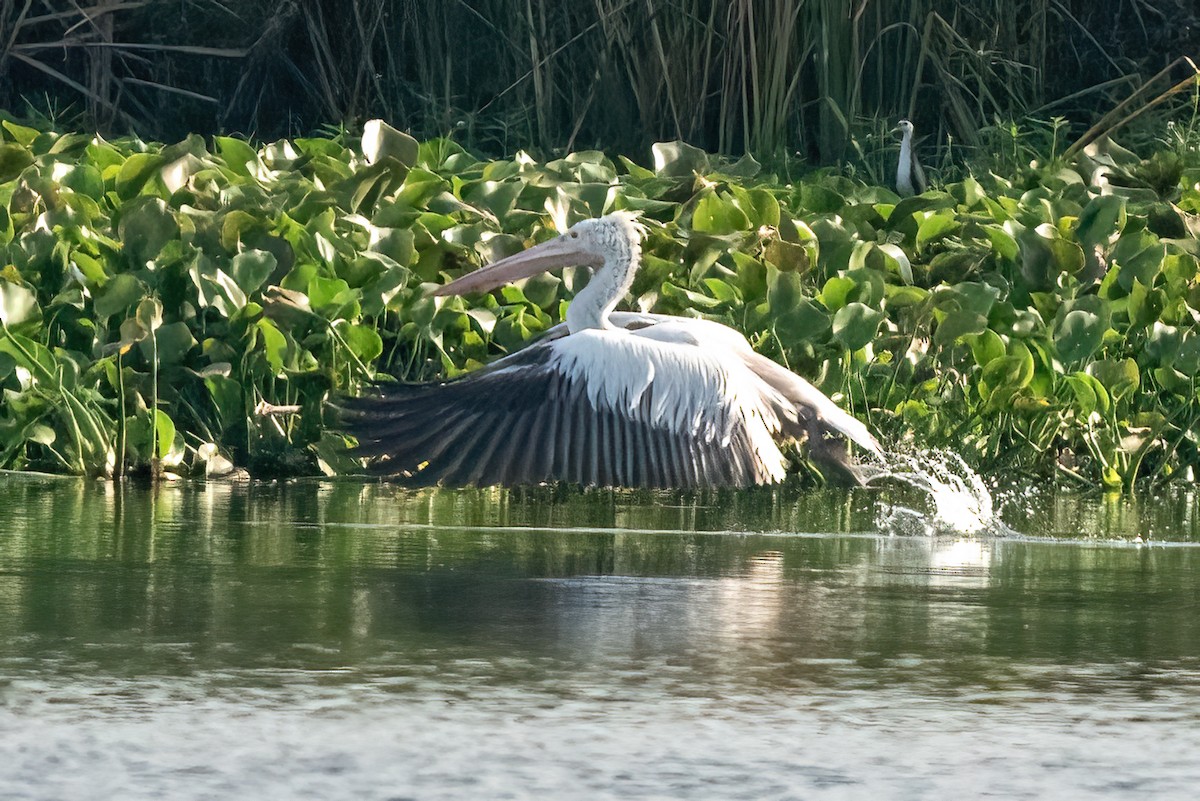 Pelikano tantoduna - ML645701038