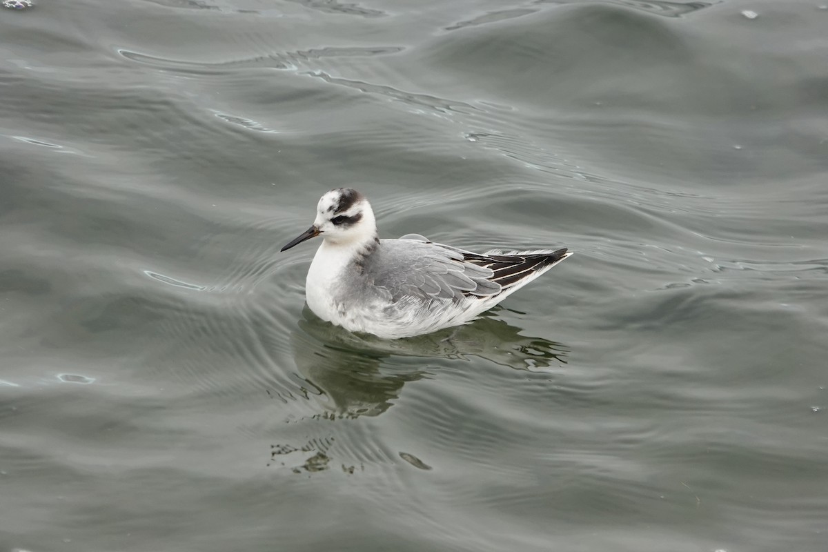 Red Phalarope - ML645701039