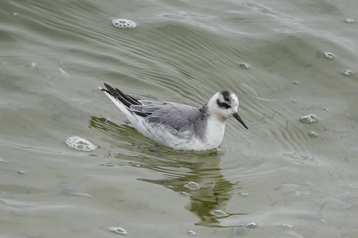 Red Phalarope - ML645701040