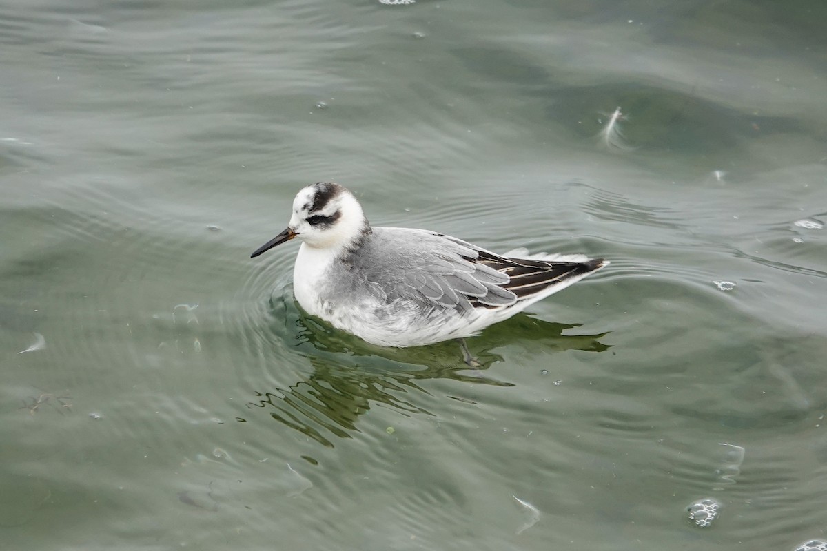 Red Phalarope - ML645701041