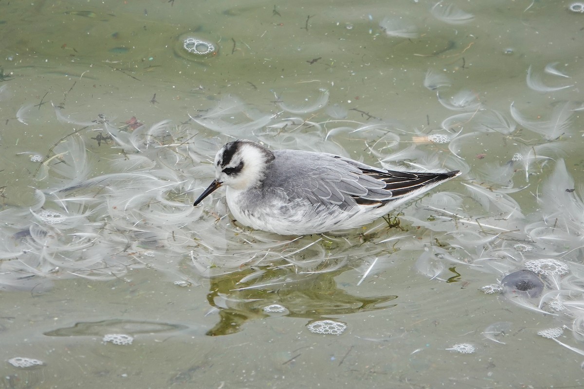 Red Phalarope - ML645701042