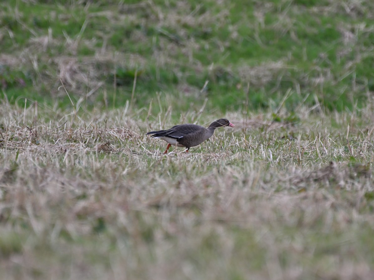 Küçük Sakarca - ML645701052