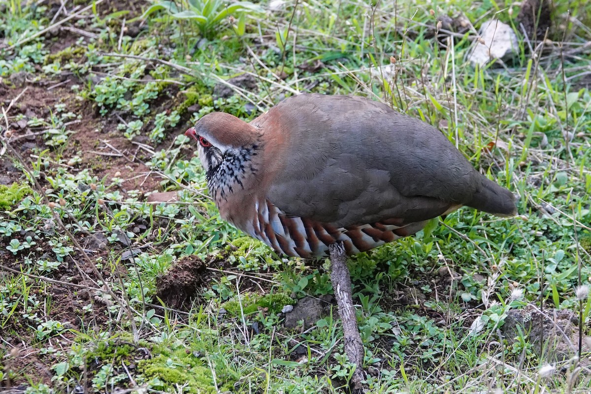 Red-legged Partridge - ML645701059