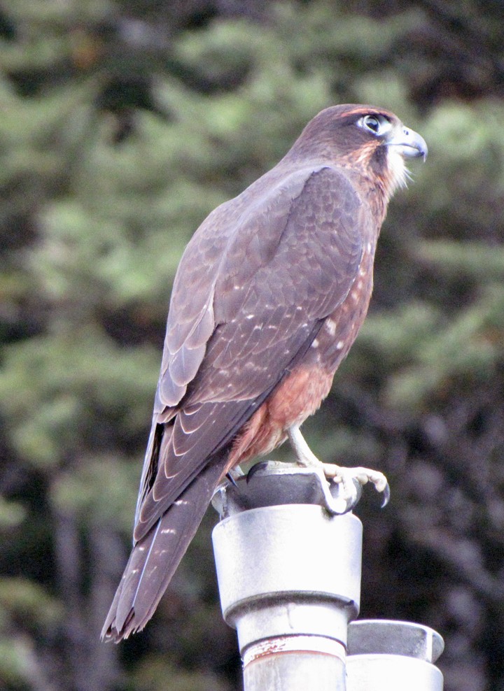 New Zealand Falcon - ML645701061